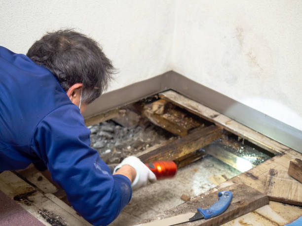 Best Local Mold Removal Service  in Madrid, IA