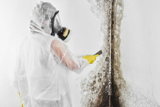 Best Commercial Mold Removal  in Madrid, IA