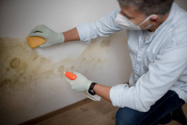 Best Fast Mold Removal  in Madrid, IA
