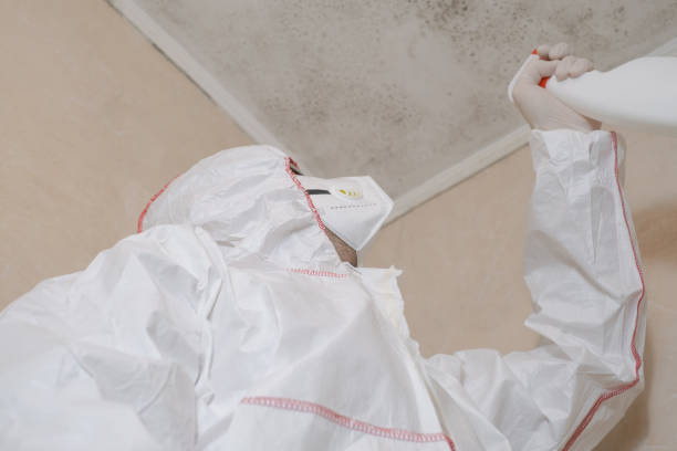 Certified Mold Removal in Madrid, IA