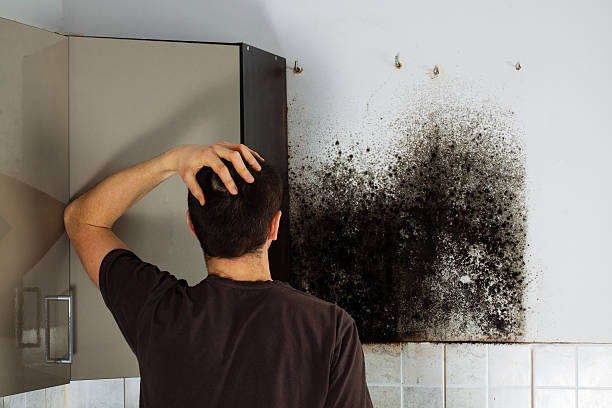 Best Black Mold Removal  in Madrid, IA