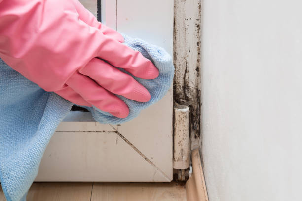 Best Affordable Mold Removal  in Madrid, IA