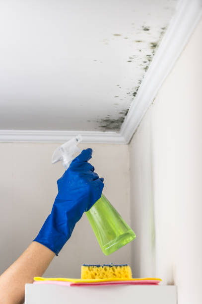 Professional Mold Removal in Madrid, IA
